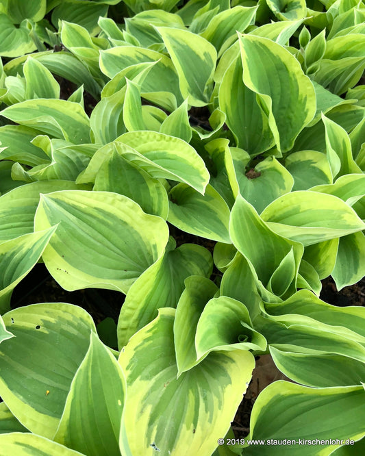 Hosta 'Pilgrim'