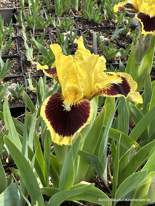 Iris barbata-nana 'Ultimate'