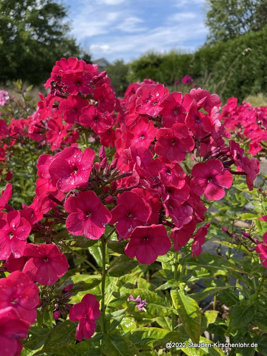 Phlox paniculata 'Ale'kij Cvetochek'