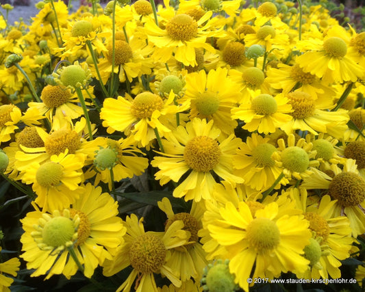 Helenium 'Sombrero' ®
