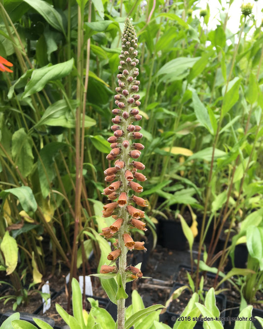 Digitalis parviflora 'Milk Chocolate'
