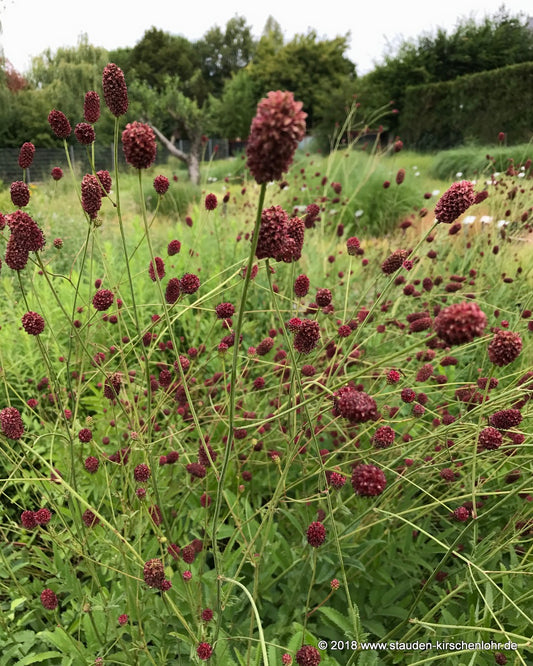 Sanguisorba officinalis 'Crimson Queen'