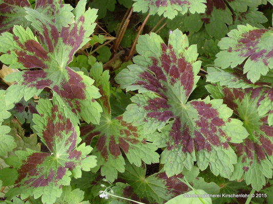 Geranium phaeum 'Saturn'