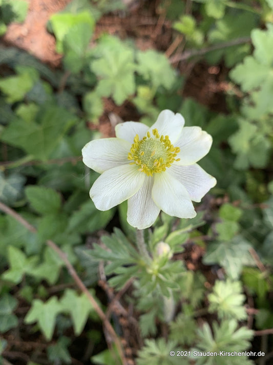 Anemone palmata