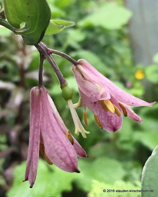 Disporum cantoniense 'Blueberry Bere'