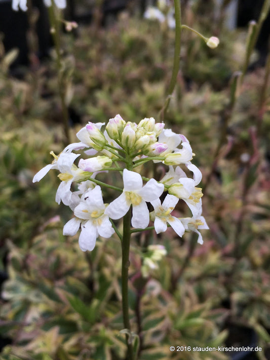 Arabis ferdinandi-coburgii 'Old Gold'