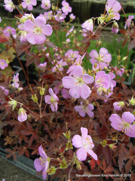 Geranium maculatum 'Espresso'