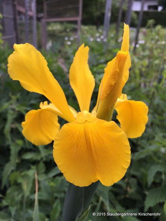 Iris spuria 'Archie Owen'