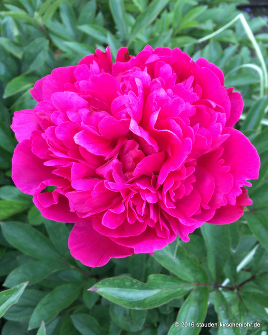 Paeonia 'Kansas'