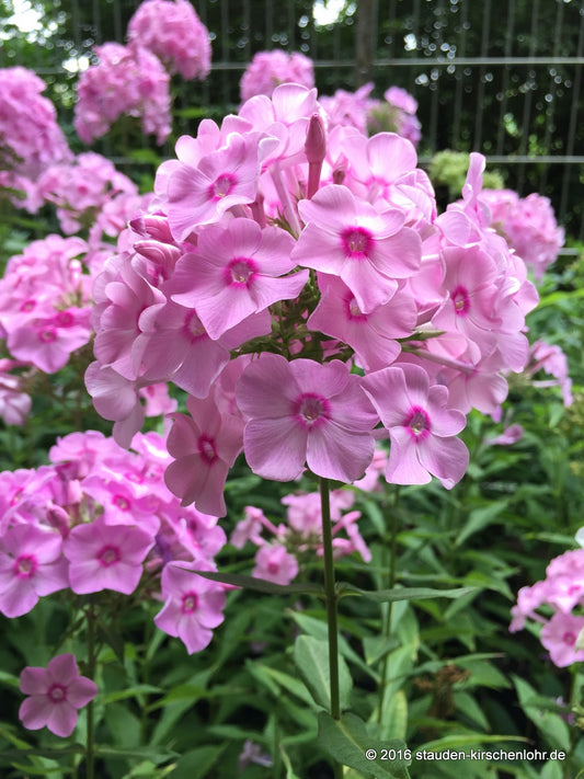 Phlox paniculata 'Spätsommer'