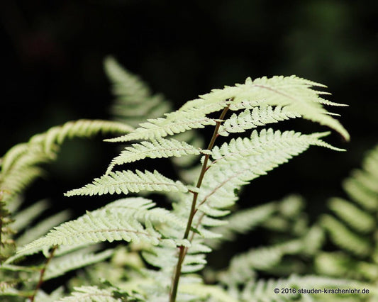 Athyrium 'Ghost'