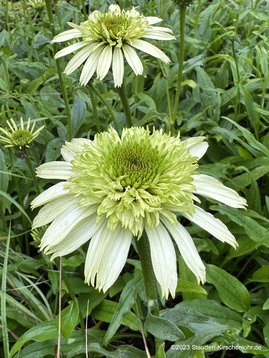Echinacea 'Honeydew' ®