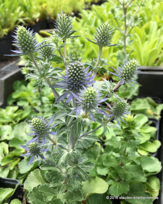 Eryngium 'Tiny Jackpot' ®