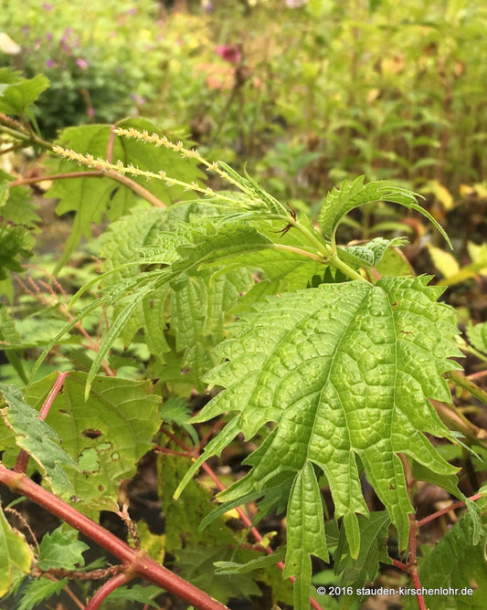 Boehmeria tricuspis PB96-976