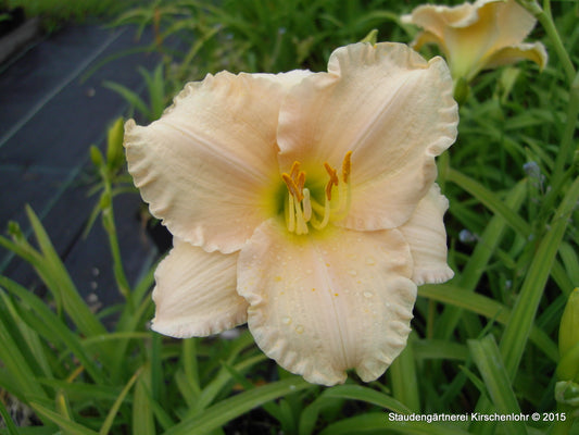 Hemerocallis 'Lullaby Baby'