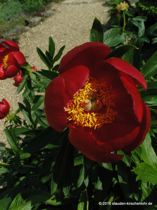 Paeonia peregrina subsp. peregrina