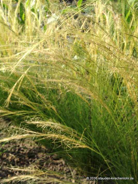 Stipa lessingiana