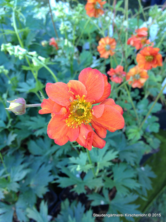 Geum 'Fire Opal'