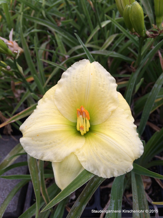 Hemerocallis 'Petite Nobel'