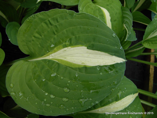 Hosta 'White Bikini'