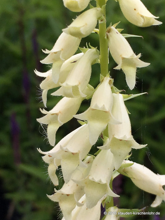 Digitalis lutea