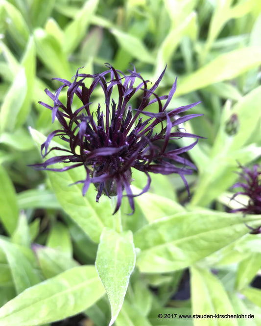 Centaurea montana 'Black Sprite' ®