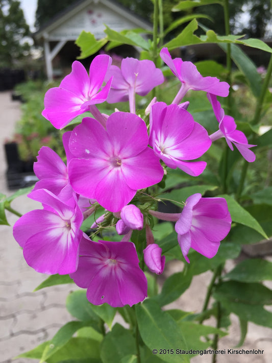 Phlox paniculata 'Fliederspiegel'