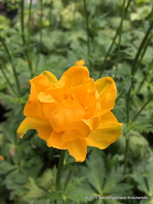 Trollius 'Earliest of All'