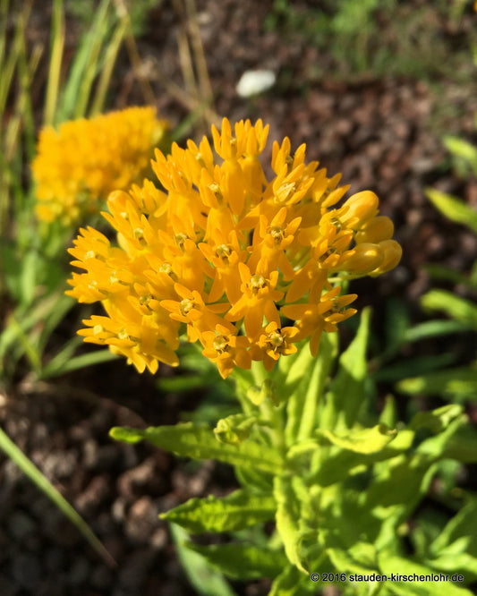 Asclepias tuberosa 'Hello Yellow'
