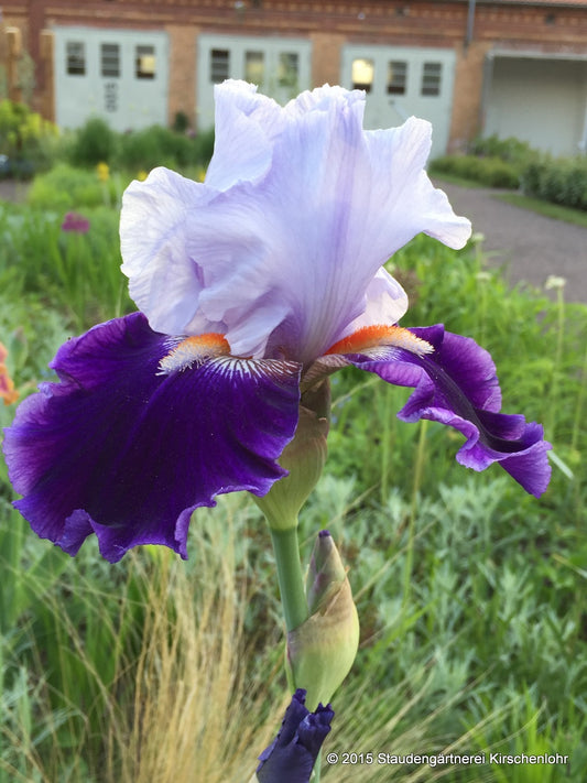 Iris barbata-elatior 'Belle de Nuit'