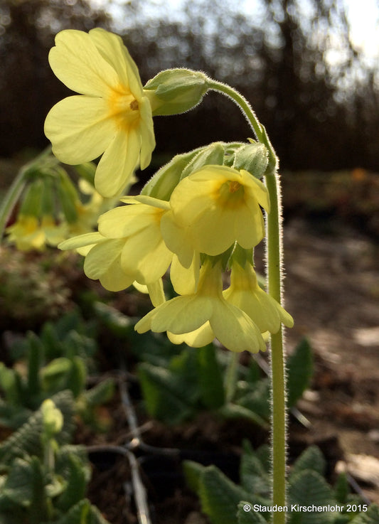 Primula elatior subsp. elatior
