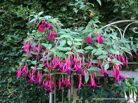 Fuchsia 'Delicate Purple'