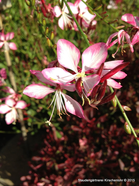 Oenothera lindheimeri 'Rosy Jane' ®