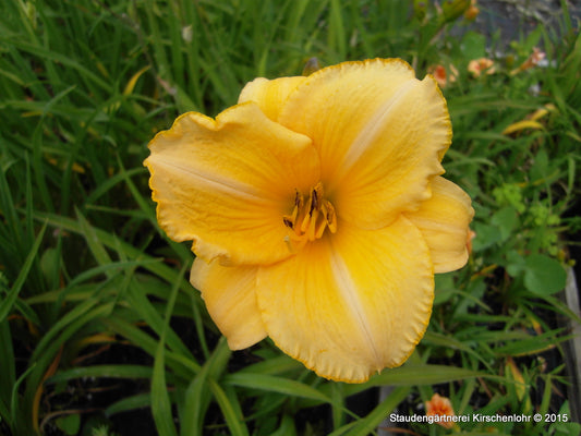 Hemerocallis 'Brazilian Orange'