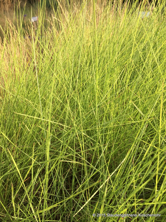 Muhlenbergia lindheimeri