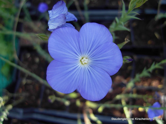 Linum narbonense