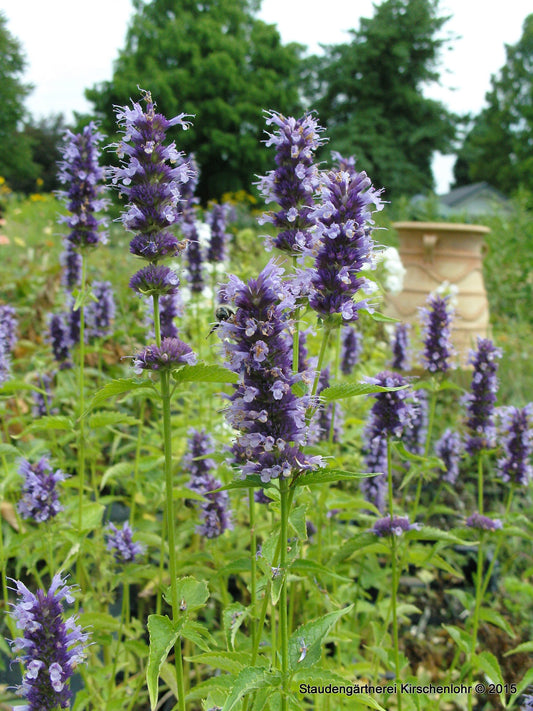 Agastache 'Blackadder'