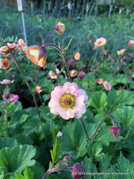 Geum 'Mai Tai'  ®