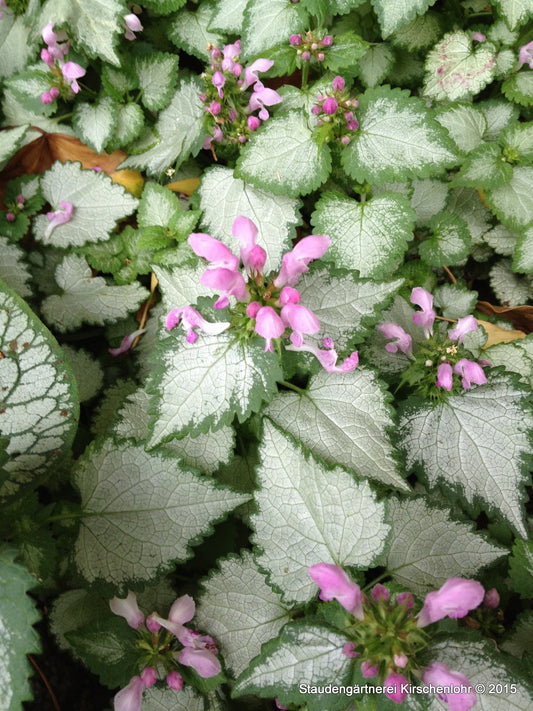 Lamium maculatum 'Pink Pewter'