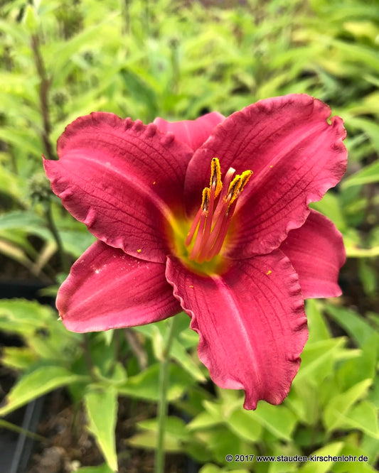 Hemerocallis 'Siloam Red Toy'