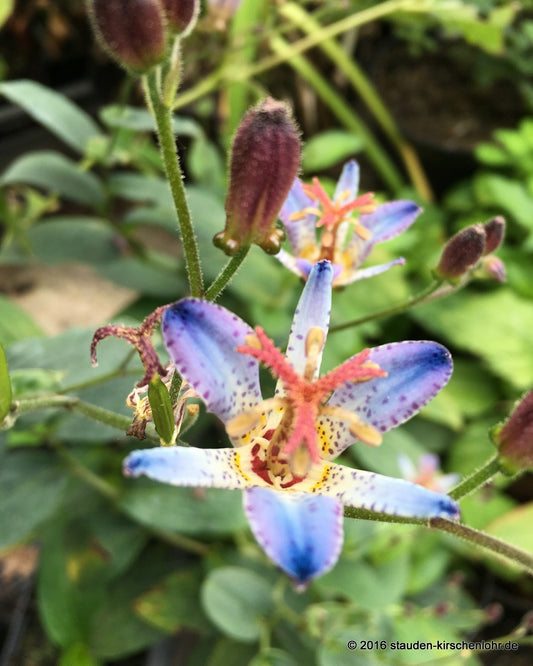 Tricyrtis formosana 'Crazy Blue'