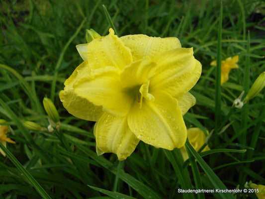 Hemerocallis 'Double Cutie'