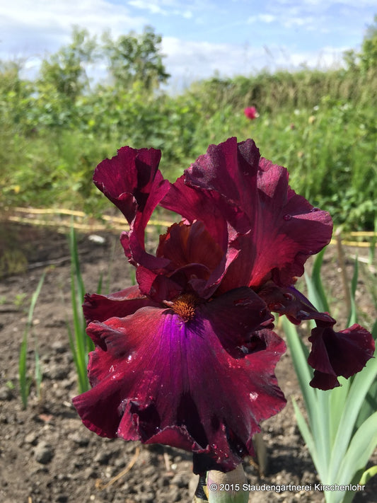 Iris barbata-elatior 'Merlot'