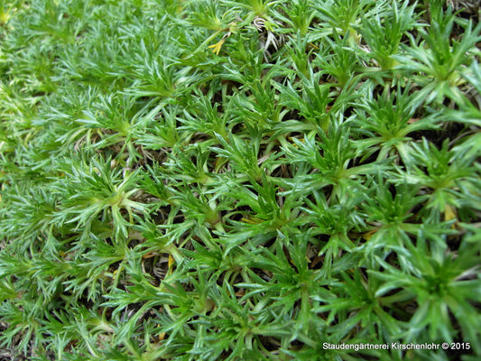 Azorella trifurcata 'Minima'