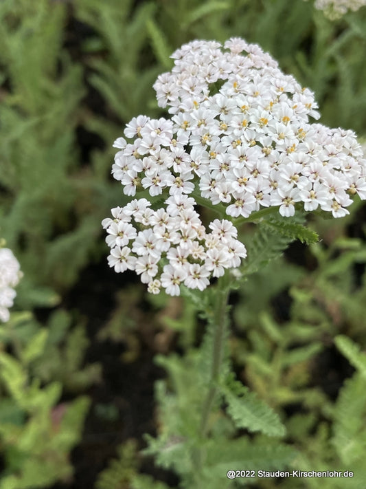 Achillea 'Heinrich Vogeler'