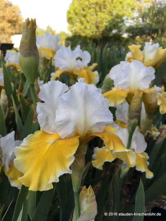 Iris barbata-media 'Protocol'