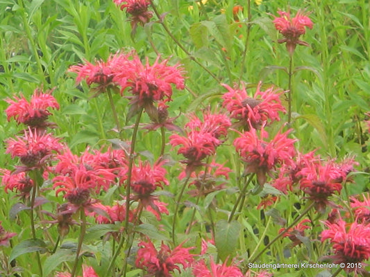 Monarda 'Balance'