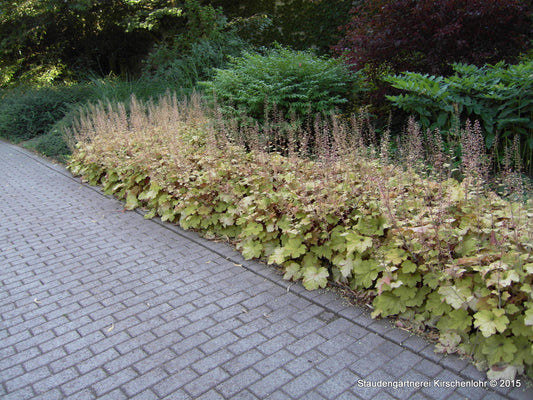 Heuchera 'Caramel' ®