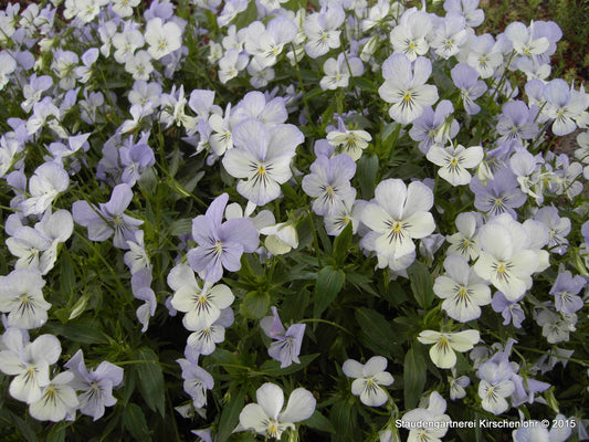 Viola cornuta 'Icy but Spicy'