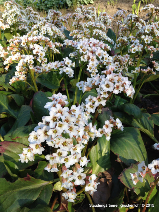 Bergenia 'Bressingham White'